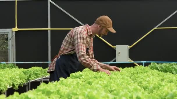 Владелец Американского Бизнеса Отметил Гидропонной Ферме Растет Органическое Сырье Выращивание — стоковое видео