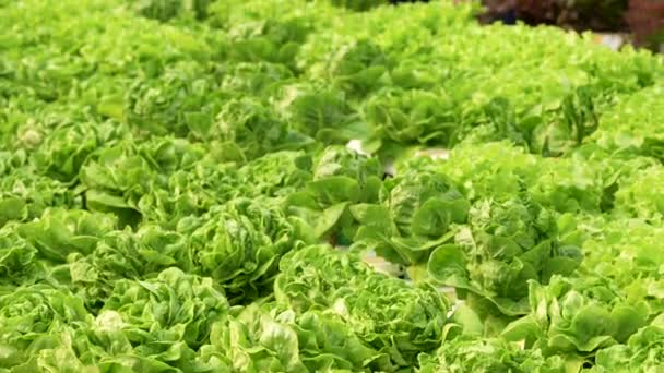 美国企业主观察到在水栽农场种植有机作物的情况 种植有机蔬菜和绿色能源的概念 高质量的4K镜头 — 图库视频影像