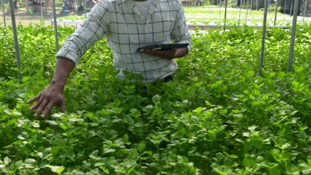 Asian Business Owner Observed Growing Organic Hydroponics Farm Growing Organic — Vídeo de stock