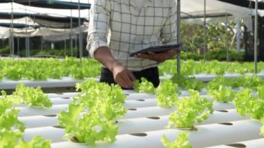 Asian business owner observed about growing organic in hydroponics farm. Growing organic vegetable and Green energy concept.