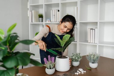 Bir kadın beyaz bir tencereye bitki yerleştiriyor. Fabrika farklı saksılardaki diğer bitkilerle çevrili.