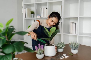 Bir kadın beyaz bir tencereye bitki yerleştiriyor. Fabrika farklı saksılardaki diğer bitkilerle çevrili.