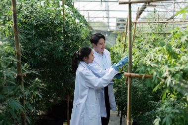 Beyaz önlüklü araştırmacılar bir serada esrar bitkileri üzerinde çalışarak, büyüme ve geliştirmeye odaklanmışlardır..