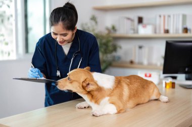 Bir veteriner, Corgi 'nin muayenesi sırasında detaylı bilgi verir. Veteriner kliniğinde özen gösterilir..