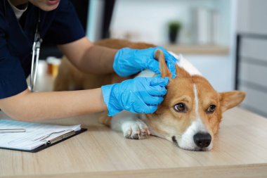 Bir veteriner veteriner, veteriner kliniğinde bir Corgi köpeğinin kulağını nazikçe muayene eder..