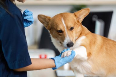 Bir veteriner, profesyonel bir veteriner ortamında evcil hayvanlara sağlık sağlamak için nazikçe Corgis patisini inceler..