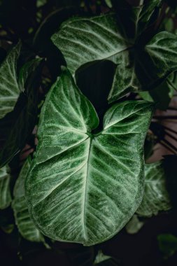 Tricolor Nephthytis, Syngonium podophyllum, kalp şeklinde yeşil yapraklar, güzel desenli yaprak yakın çekimleri, dramatik koyu tonlar, seradaki bir ev bitkisinin makro görüntüsü, tropikal arka plan.