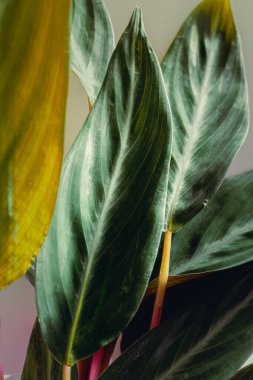 Kapalı çekimler kapalı alan bitki yapraklarının çeşitli dokularını ve renklerini gösteriyor. İç tasarımı veya botanikle ilgili içeriği geliştirmek için mükemmel