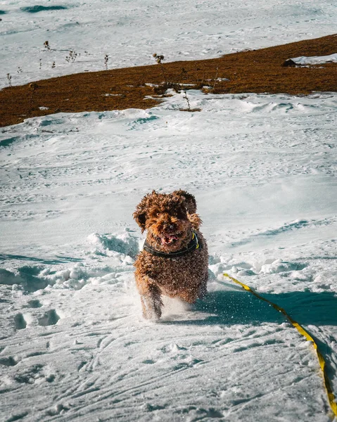 Obraz Uduchowionego Hiszpańskiego Psa Wodnego Ładującego Się Przez Śnieg Stronę — Zdjęcie stockowe