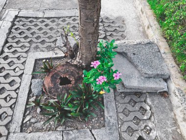 Çitlerle çevrili ölü ağaçlarda çiçekler yetişir.