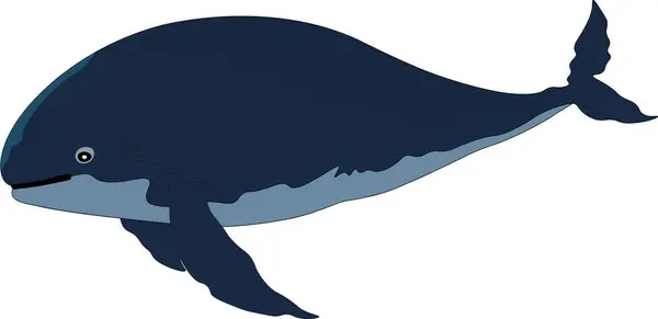 Grande Balena Azzurra Strisce Bianche — Foto Stock