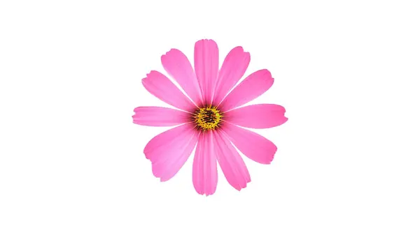 Ortasına güzel bir çiçek, 1 pembe çok-çizgili çiçek..