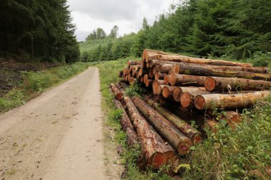 Yeni kesilmiş bir çam ağacı yığını bir orman patikasının yanında toplanmaya hazır..