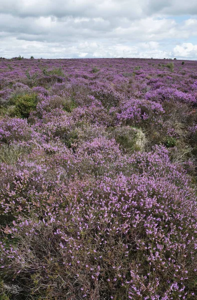 Kuzey Yorkshire, İngiltere 'de bozkırlarda yetişen canlı mor fundalık bitkileri.