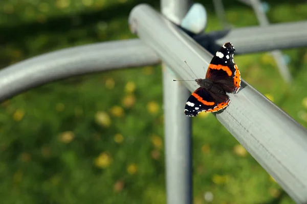 A red admiral butterfly suns itself on the metal pole of a childrens climbing frame.