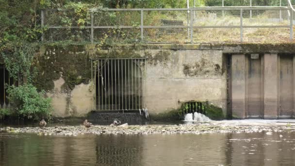 Брэдфорд Великобритания 2023 Вода Очистных Сооружений Сбрасывается Реку Утки Отдыхают — стоковое видео