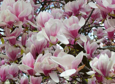 Güzel manolya çiçeği. Çiçek açan manolya ağacı. 