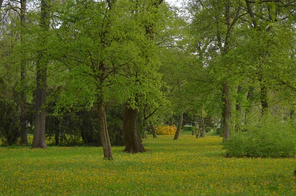 Hermoso Parque Con Árboles Flores Hierba Verde — Foto de Stock