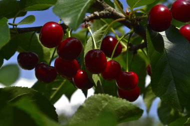 Olgun kirazlar ağaçta 