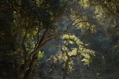 Ağaçların arasından süzülen güneş ışığı