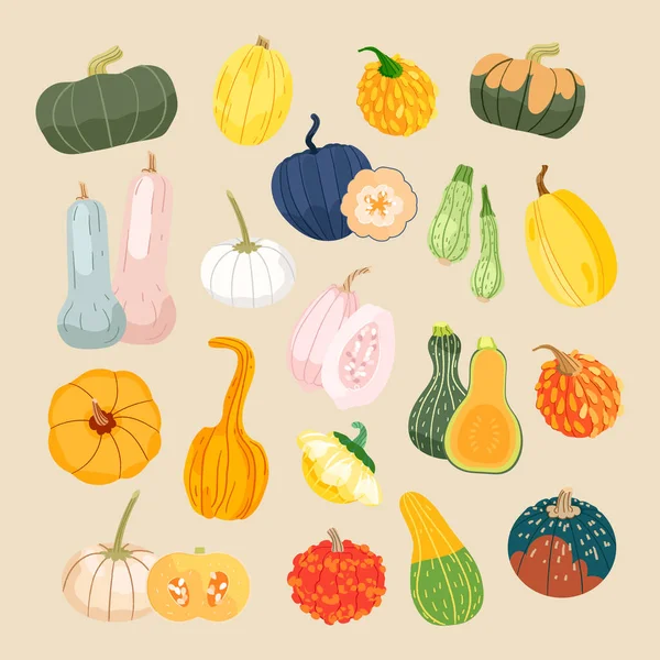 stock vector Cartoon pumpkins, Halloween squash, fall harvest gourds. Pumpkins, squash vector flat illustrations. Autumn thanksgiving and Halloween vegetable collection