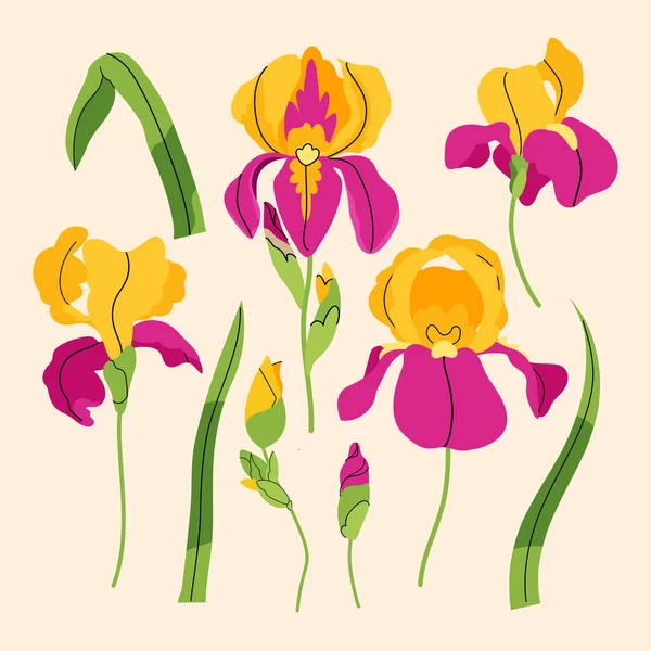 Iris Vector Set Yellow Flowers Buds Leaves Vector Flat Style — Stock Vector