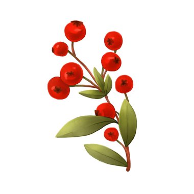 Oval Yapraklar ve Kırmızı Meyveli Şirin Lingonberry Dalları. Beyaz arka planda izole edilmiş sulu orman illüstrasyonu