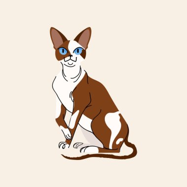 Devon Rex kedisi bej arka planda izole edilmiş. Düz biçimli hayvan hayvan karakter vektör illüstrasyonu