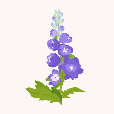 Beyaz arka planda izole edilmiş Delphinium ya da larkspur mor çiçekleri. İlkbahar Zarif Botanik Vektörü Vahşi çiçekli bitkinin şirin bir çizimi
