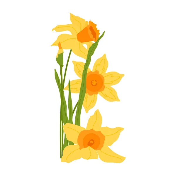 Yellow daffodils flower and leaf isolated on white background. Cute Early spring garden flowers for greeting card, wedding, poster, banner. Women\'s Day