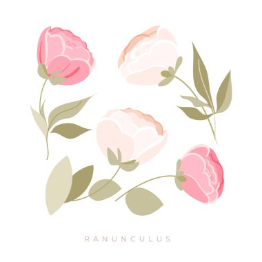 Çiçek elementleri seti. Beyaz arka planda pembe Ranunculus vektör çiçekleri ve yeşil yapraklar. Tebrik kartı ya da düğün davetiyesi tasarımı için vektör düzenlemeleri. Düz Botanik Çizim