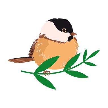Carolina chickadee tiny bird drawn vector isolated on a white background. Flat style illustration clipart