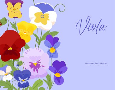 Bahar viyola çiçeği düğün davetiyesi şablonu ya da tebrik kartı, poster, afişler, posterler ve baskılar. Menekşe arkaplan vektör illüstrasyonunda rengarenk çiçek buketi