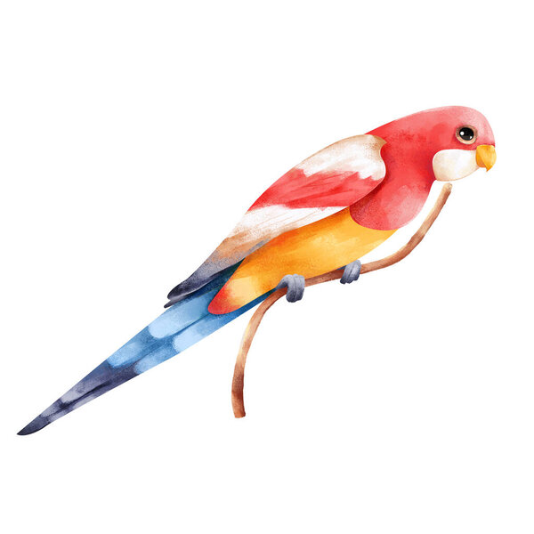 Rosella parrot. Australia tropic color bird illustration isolated on white background
