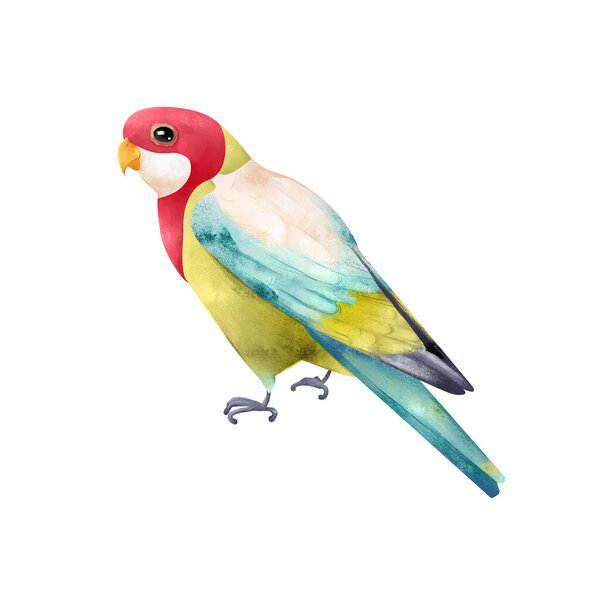 Cute Australia Eastern Rosella bird. Tropic exotic parrot illustration isolated on white background