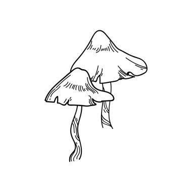 Beyaz arka planda izole edilmiş balmumu mantarlar. Kara Hat Sanat Ormanı Mantarları