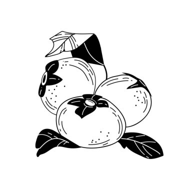 Bir grup hachiya hurması meyve vektör eli çizimi. Beyaz arkaplanda izole edilmiş siyah çizgili sanat bahçesi botanik elementleri