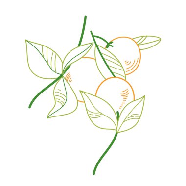 Beyaz arka planda yaprakları izole edilmiş portakal renkli meyve sapı. Yemek elementi skeci. Renk Ana Hattı Vektör illüstrasyonu