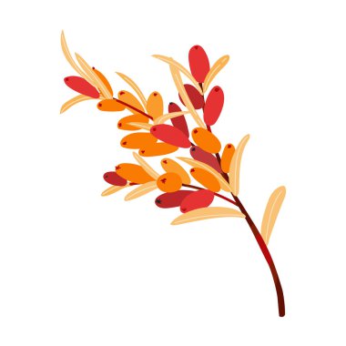 Hippophae deniz karabatağı böğürtlen dalı beyaz arka planda izole edilmiştir. Deniz ürünleri kök rengi çizimi