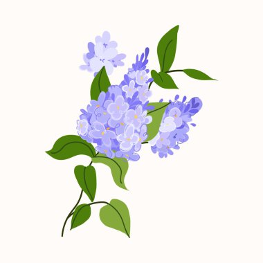 Narin çiçekli ve yapraklı leylak dallı vektör çizimi. Ambalaj, düğün tasarımı, tekstil, kırtasiye ve modern markalaşma için zarif botanik çalışmaları.