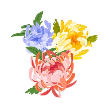 Üç tane kasımpatı vektör çizimi. Botanik tasarım, dekorasyon, ambalaj, tekstil ve modern markalaşma için ayrıntılı taçlandırılmış zarif çiçek çizimleri.