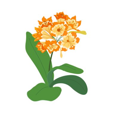 Clivia çiçek vektör illüstrasyonu beyaz arkaplanda izole edildi. Bereketli yeşil yapraklarla canlı turuncu çiçek, ambalaj, tekstil, kırtasiye, baskı ve markalaşma için tropikal ve egzotik bitkileri yakalıyor.
