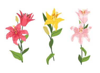 Beyaz bir arka planda izole edilmiş zambak dalının vektör seti. Paketleme, tekstil, düğün kırtasiyesi, duvar kağıdı ve markalaşma için ayrıntılı botanik illüstrasyon