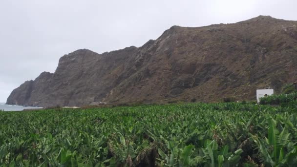 Planteringsfält För Bananer Gomera Kanarieöarna — Stockvideo