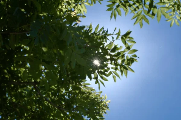 Summer Sun Tree Leaves — Stock Photo, Image