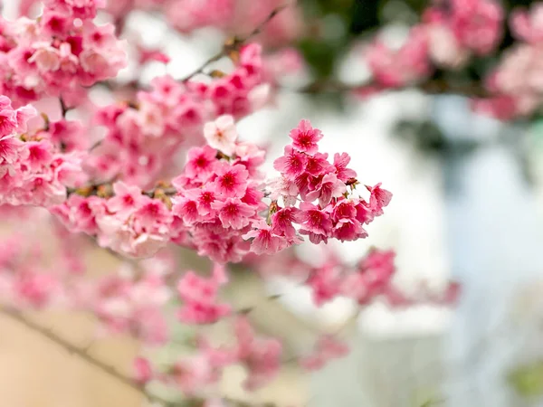 Красиве Цвітіння Вишні Взимку Затуманений Фон — стокове фото