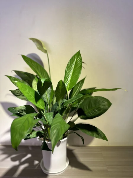 Beautiful green leafy (Peace Lily) potted plant with white background