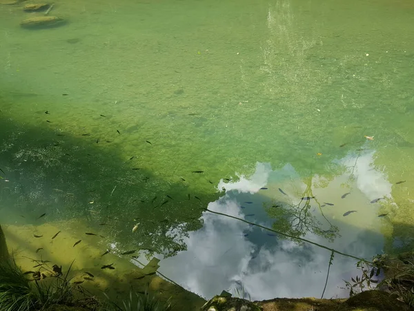 Stock image Clear lake with small fish