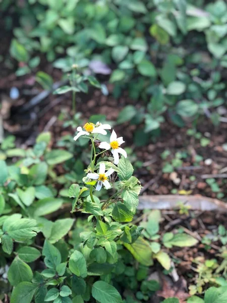 Petite Fleur Blanche Avec Fond Flou — Photo