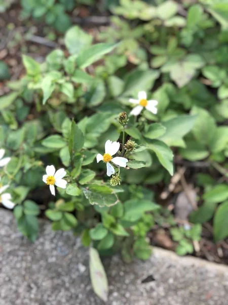 Malý Bílý Květ Rozmazaným Pozadím — Stock fotografie
